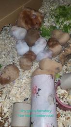 Wachtlijst Syrische hamsters, Dieren en Toebehoren, Knaagdieren, Hamster, Januari, Meerdere dieren, Tam