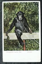 Chimpansee in Zoologischer Garten Koln (Keulen), 1911, Verzamelen, Ansichtkaarten | Dieren, Wild dier, Gelopen, Voor 1920, Verzenden