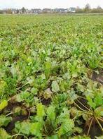 Voederbieten, Ophalen