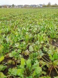 Voederbieten beschikbaar voor biedingen