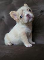 🥰Prachtige unieke combinatie x fluffy franse bulldog pups🥰, Dieren en Toebehoren, Bulldog, Meerdere, Meerdere dieren, Nederland