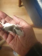 Rat 11 rittens, Dieren en Toebehoren, Knaagdieren, Geslacht onbekend, Rat, Na 1 juli 2024, Tam