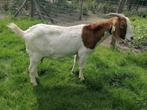 Mooie boerenbok geit., Dieren en Toebehoren, Meerdere dieren, Geit, 0 tot 2 jaar