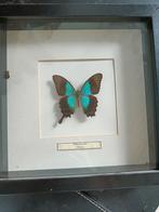 Opgesette Vlinder - Papilio Peranthus Vietnam, Antiek en Kunst, Ophalen of Verzenden