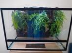 Terrarium 60-30-30 cm, Dieren en Toebehoren, Reptielen en Amfibieën | Toebehoren, Ophalen