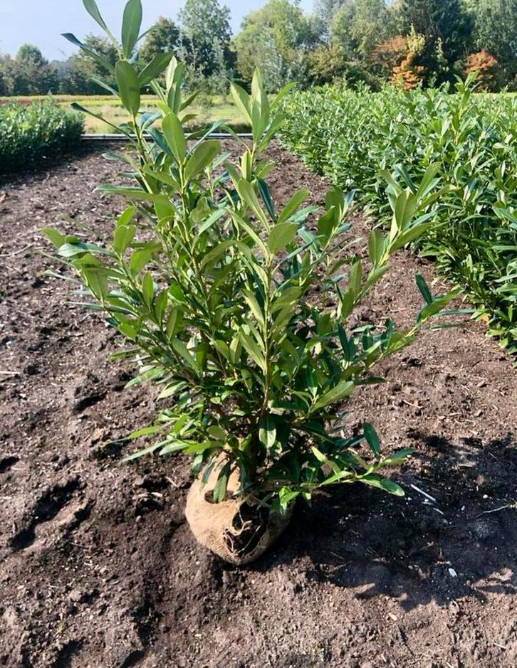 Prunus lauroserasus Caucasica, Tuin en Terras, Planten | Struiken en Hagen, Laurier, 100 tot 250 cm, Ophalen of Verzenden