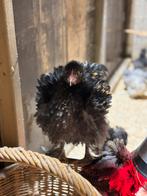 Brahma krulveer haantje, Meerdere dieren, Kip