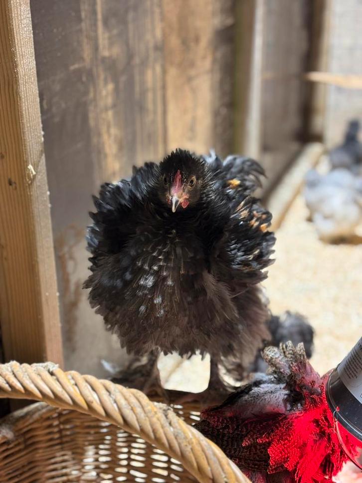 Brahma krulveer haantje, Dieren en Toebehoren, Pluimvee, Kip, Meerdere dieren