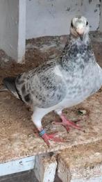 Postduif,   Duivin., Dieren en Toebehoren, Vrouwelijk, Postduif