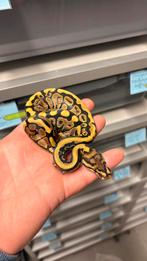 1.0 Spotnose 100% het clown ball python, Slang, 0 tot 2 jaar