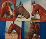 Set gelopen kaarten paarden 1 paard op kaart, Verzamelen, Paard, Gelopen, 1960 tot 1980, Ophalen of Verzenden