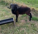 Ouessant stamboek dekram te huur, Dieren en Toebehoren, Mannelijk, Schaap, 0 tot 2 jaar