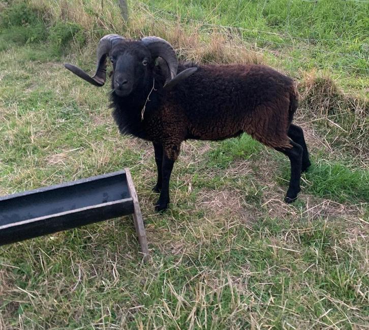 Ouessant stamboek dekram te huur, Dieren en Toebehoren, Schapen, Geiten en Varkens, Schaap, Mannelijk, 0 tot 2 jaar
