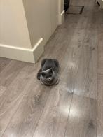 British Shorthair male Kat / Cat - Breed Kittens, Dieren en Toebehoren, Kater