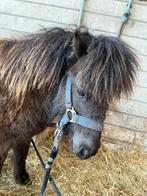 Shetlander veulen, Dieren en Toebehoren, Hengst, A pony (tot 1.17m), Recreatiepony, 0 tot 2 jaar