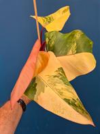 Philodendron Strawberry Shake p12 (1), Huis en Inrichting, Kamerplanten, Ophalen of Verzenden, Halfschaduw, Minder dan 100 cm