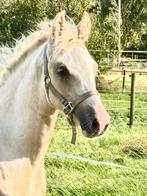 Super NRPS D pony palomino hengstveulen, Dieren en Toebehoren, Hengst, 0 tot 2 jaar