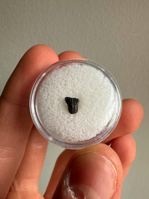 Thescelosaurus tand, Verzamelen, Mineralen en Fossielen, Fossiel, Verzenden