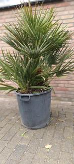 Chamaerops humilis palm, Tuin en Terras, Planten | Bomen, Ophalen