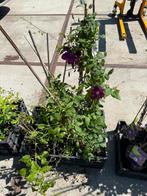 Clematis div soorten en kleuren overjarige planten  6,95, Ophalen, Vaste plant, Halfschaduw, Klimplanten