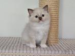 Zeer mooie en lieve Ragdoll kittens., Dieren en Toebehoren, Katten en Kittens | Raskatten | Langhaar, Meerdere dieren