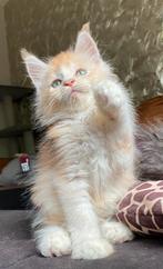 Maine coon kittens met stamboom, Dieren en Toebehoren, Meerdere dieren, Gechipt