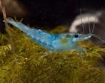 Jonge Blue Jelly Neocaridina Garnalen, Dieren en Toebehoren, Kreeft, Krab of Garnaal, Zoetwatervis, Schoolvis