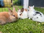 Super schatige dwergkonijntjes, Dieren en Toebehoren, Meerdere dieren, Dwerg, 0 tot 2 jaar