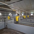 Groba voerbakken en stal inrichting, Dieren en Toebehoren, Meerdere dieren, Varken