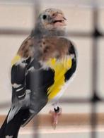 Putter major man, Dieren en Toebehoren, Vogels | Overige Vogels, Mannelijk, Wildzangvogel, Geringd