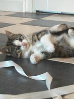 Schattige kittens beschikbaar!, Dieren en Toebehoren, Katten en Kittens | Overige Katten, Meerdere dieren