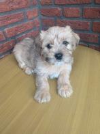 Maltipoo pups, CDV (hondenziekte), 8 tot 15 weken, Eén hond, Nederland