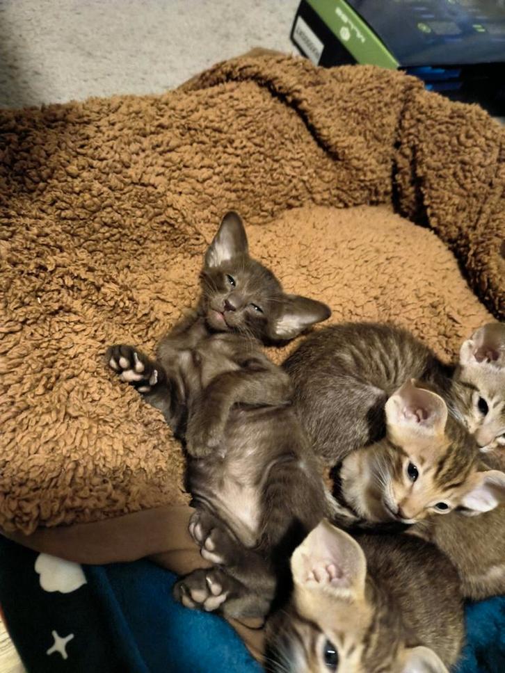 kittens geboren op 12 September, Oosters korthaar kittens, Dieren en Toebehoren, Katten en Kittens | Raskatten | Korthaar, Meerdere dieren