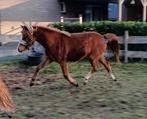 Mooie welsh merrie,  eventueel ruilen, Dieren en Toebehoren, Pony's, Merrie, C pony (1.27m tot 1.37m), 0 tot 2 jaar