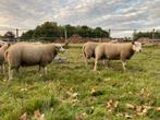 Engelse Texelaar Ramlammeren, Dieren en Toebehoren, Mannelijk, Schaap