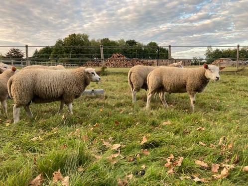 Engelse Texelaar Ramlammeren, Dieren en Toebehoren, Schapen, Geiten en Varkens, Schaap, Mannelijk
