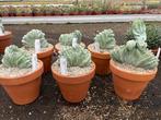 Cactus Myrtillocactus Geometrizans Cristaat, Ophalen of Verzenden, Minder dan 100 cm, Bloeiende kamerplant, Volle zon