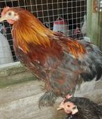 Nog aantal supermooie cochin kriel hennen met haantje, Dieren en Toebehoren, Pluimvee, Meerdere dieren, Kip