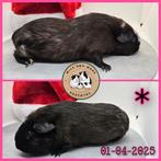 Skinnydrager zeugje, Dieren en Toebehoren, Knaagdieren, Cavia, April, Vrouwelijk, Tam