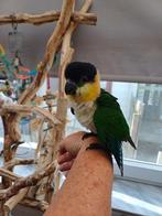 Zwartkop Caique's, Dieren en Toebehoren, Vogels | Parkieten en Papegaaien, Meerdere dieren, Dwergpapegaai of Agapornis, Geringd