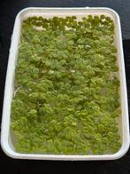 Drijfplantjes aquaria (Salvinia Minima), Dieren en Toebehoren, Vissen | Aquariumvissen, Vis