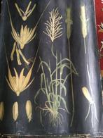 3 Posters / schoolplaten GRANEN, Antiek en Kunst, Ophalen, Natuur en Biologie