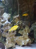 Malawi cichliden  labidochromis yellow te koop/ruil, Dieren en Toebehoren, Vissen | Aquariumvissen, Zoetwatervis, Vis