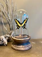 Glazen stolp met echte vlinder vlinderstolp, Nieuw, Ophalen of Verzenden