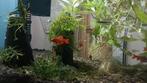 Verschillende vissen weg, wegens verhuizing., Dieren en Toebehoren, Vissen | Aquariumvissen, Vis