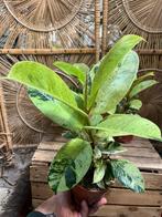 Ficus elastica variegata – mooie bonte rubberplant (30 cm), Ophalen, Halfschaduw, Minder dan 100 cm