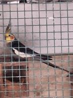 Valkparkiet, Mannelijk, Kleurkanarie