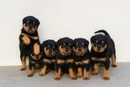 Mooie rottweiler puppy’s, Dieren en Toebehoren, Honden | Bulldogs, Pinschers en Molossers, 8 tot 15 weken, Meerdere, Meerdere dieren