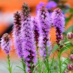 Uit de biologische moestuin: Lampenpoetser paars., Ophalen of Verzenden, Voorjaar, Volle zon, Zaad