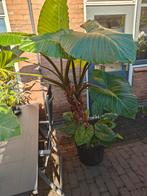 Alocasia macrorhizza, Tuin en Terras, Planten | Bomen, Halfschaduw, Overige soorten, 100 tot 250 cm, Zomer